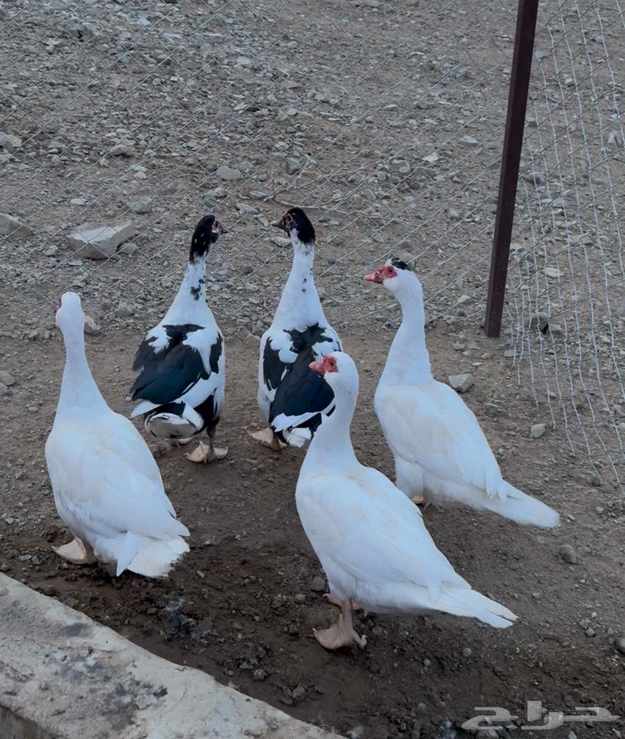 بط بلدي للبيع بصحة جيدة64398089641987110