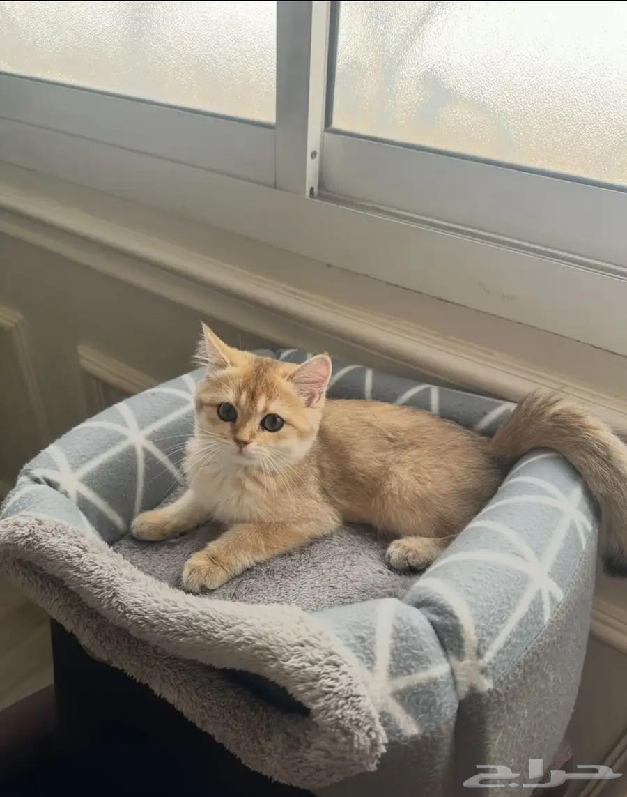 ذكر برتش شورت هير بيور NY11 من اهالي مستوردين64393873909249110