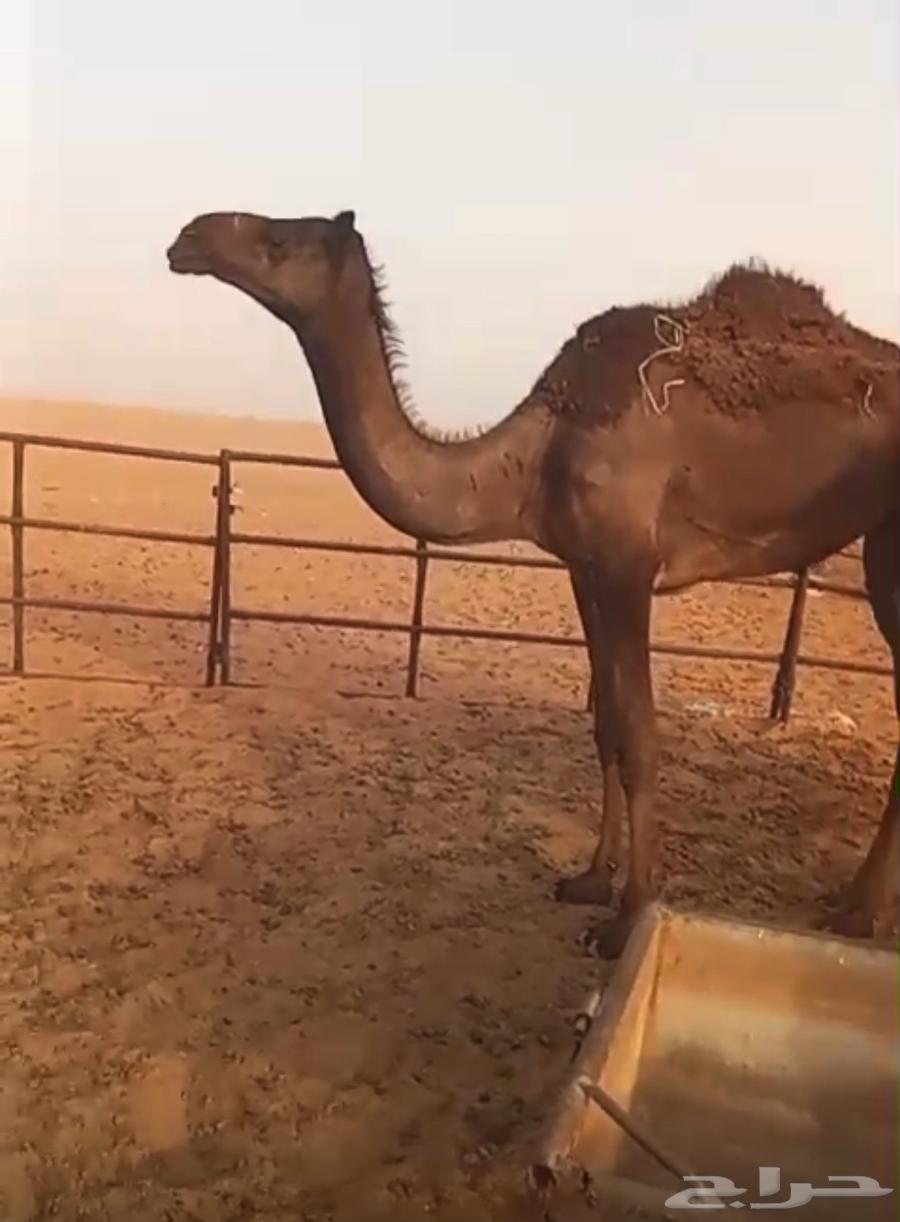 حقه للبيع64396309806593111