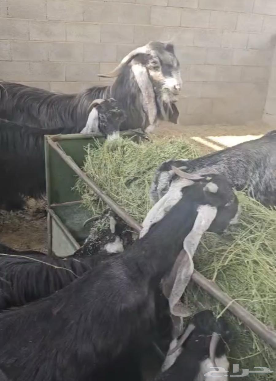 Goat defects64400065191426112