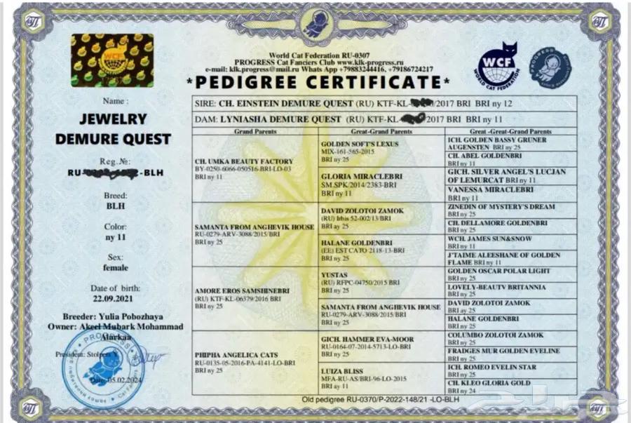 ذكر برتش شورت هير بيور NY11 من اهالي مستوردين64393873909249112