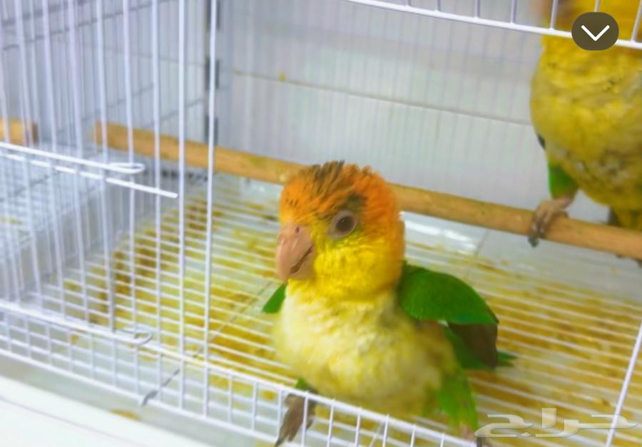 فروخ كايك قرين ثايد وكايك وايت بلي64394758655873111