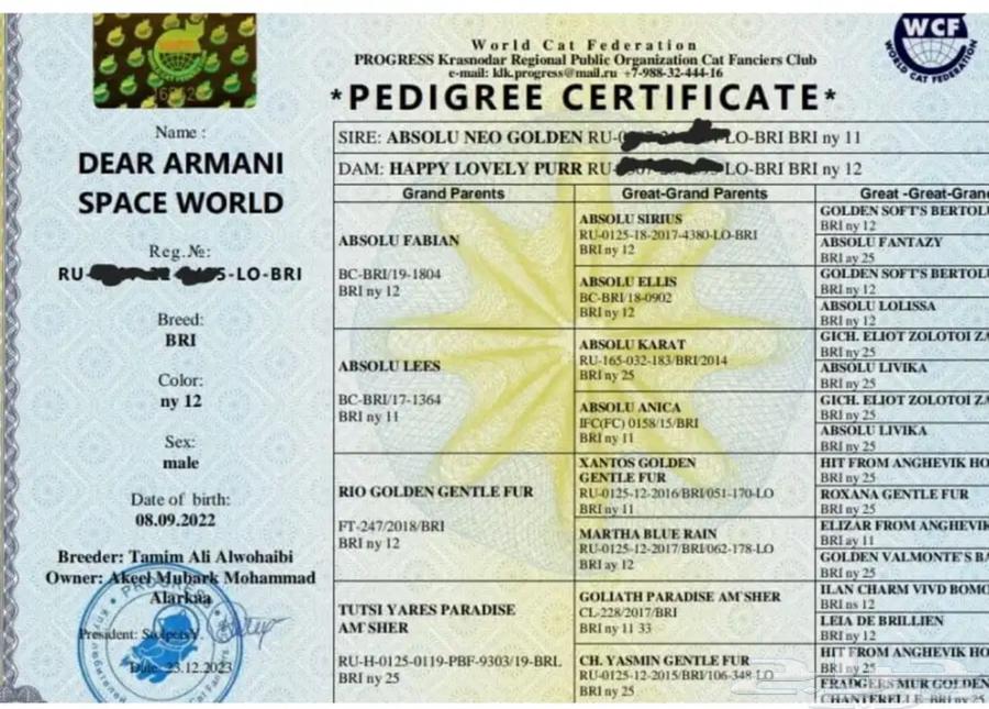 ذكر برتش شورت هير بيور NY11 من اهالي مستوردين64393873909249113