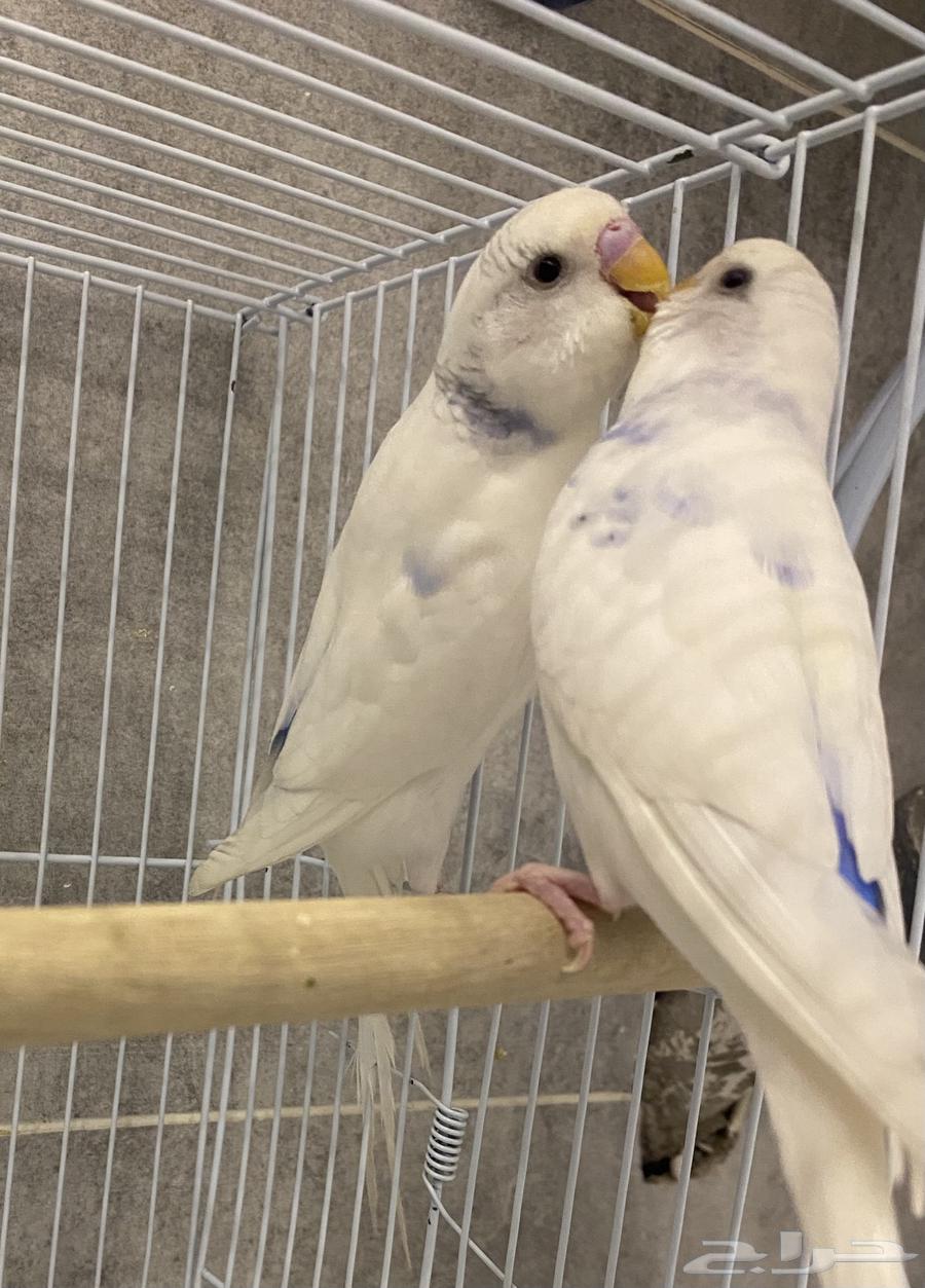 للبيع زوج بادجي سنقل سبنقل بندر فاكتور جاهز للانتاج64398630959874111