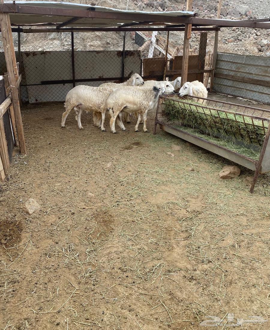 طليان للبيع64390733999235113