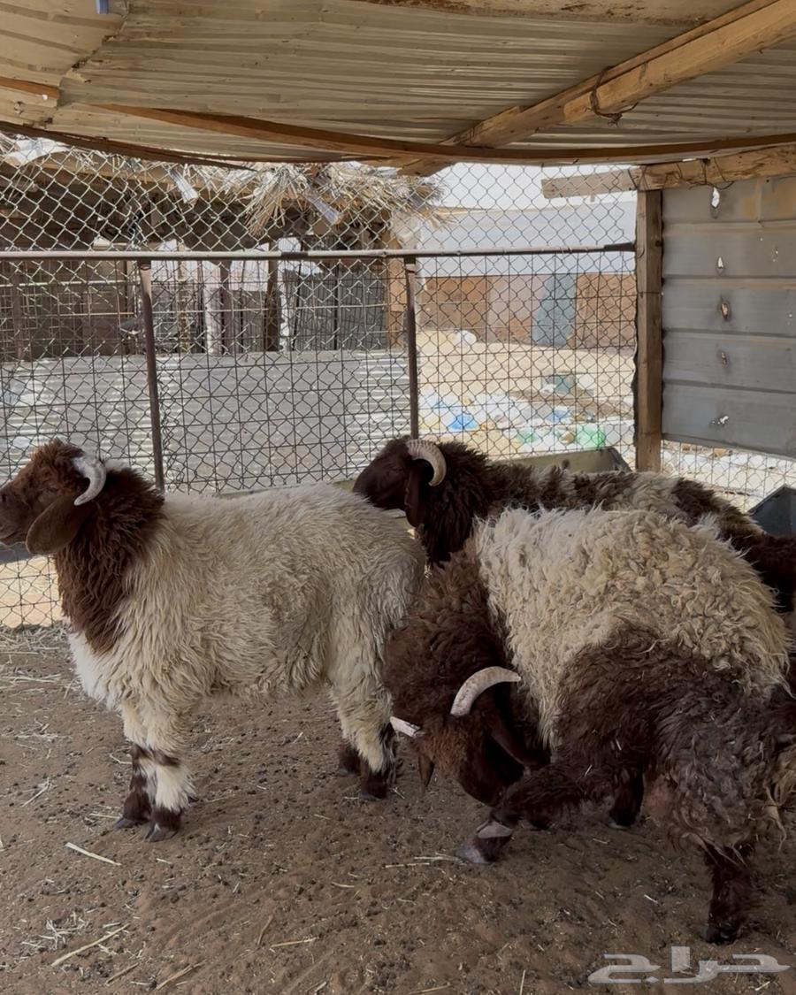 ذبايح ذبيحه حري نعيمي تيس يوجد تمارا64397561357443113