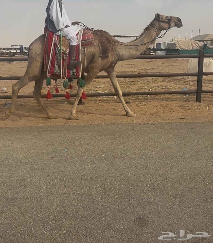 للبيع رحول حمراء64400632501377110