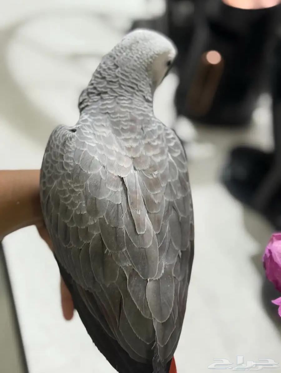 helmet64394317242499114