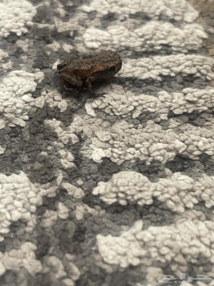 Dwarf frog64395853482113114