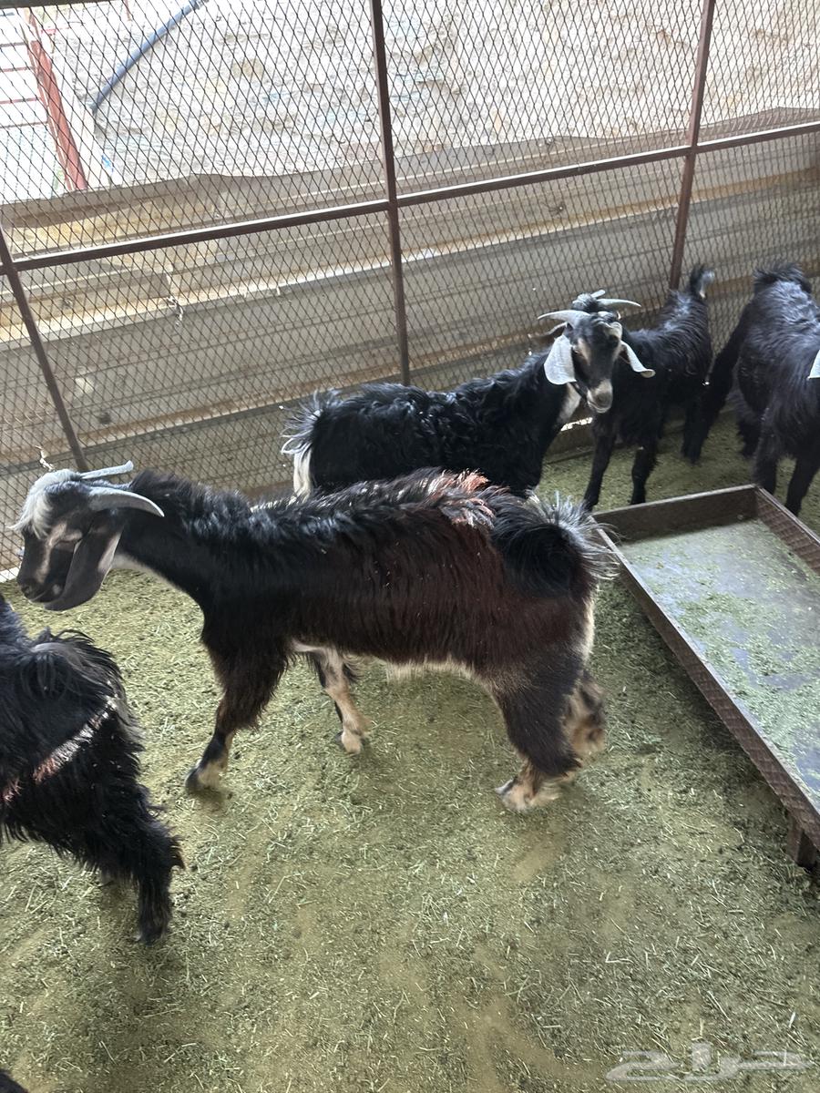 تيوس كرا للبيع64400744243330114