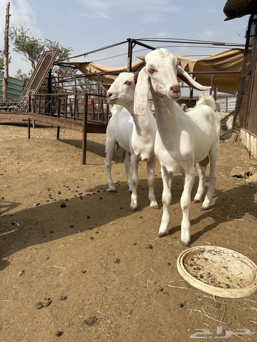 تيوس للبيع64392635269891110