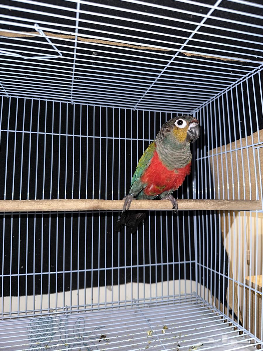 كنيور كريمسون انتاج متكلم64395255007235113