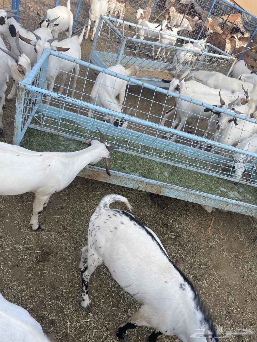 تيوس للبيع64400521451267112