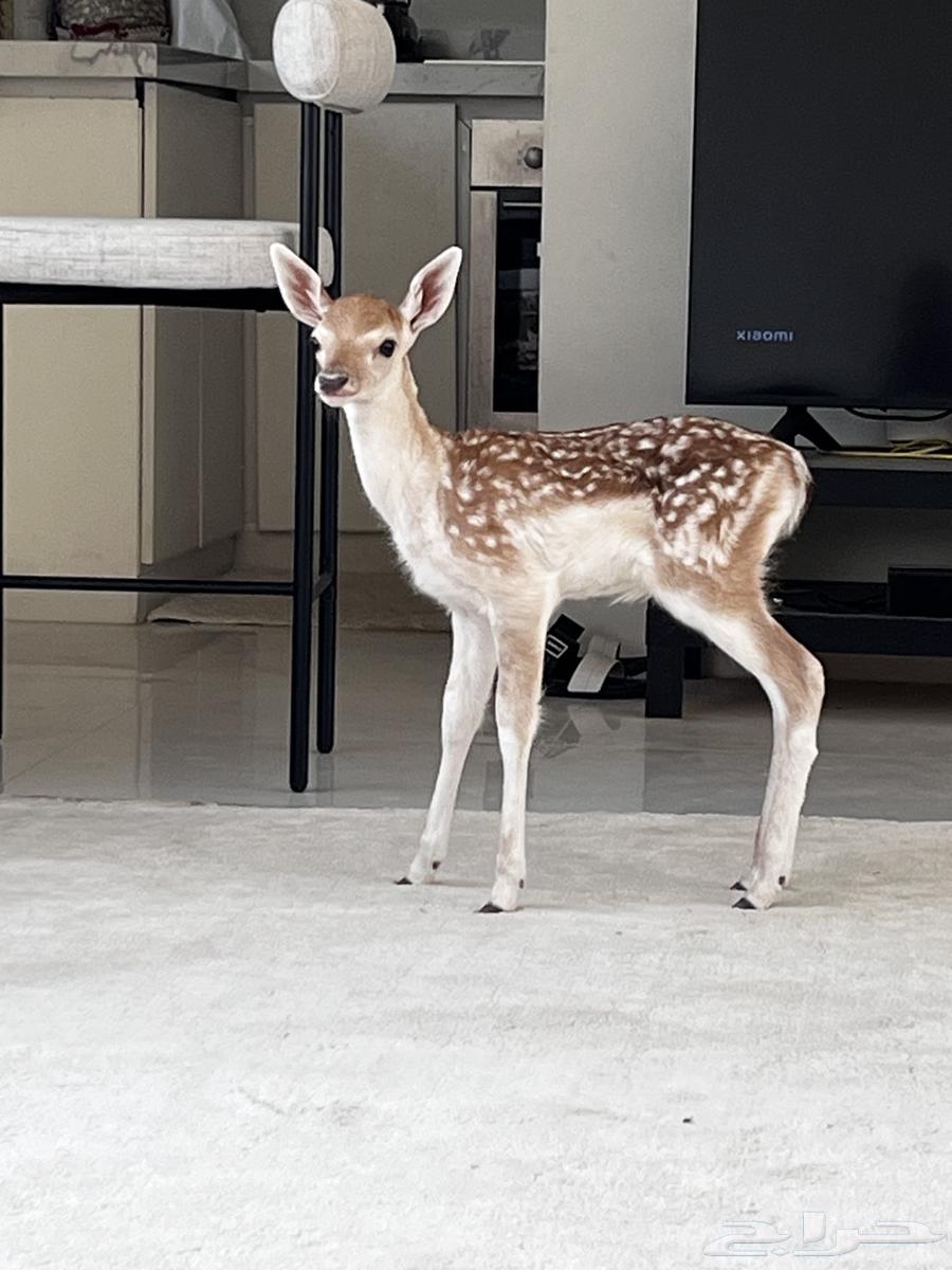 فلودير عمر 12 يوم64395741659777111