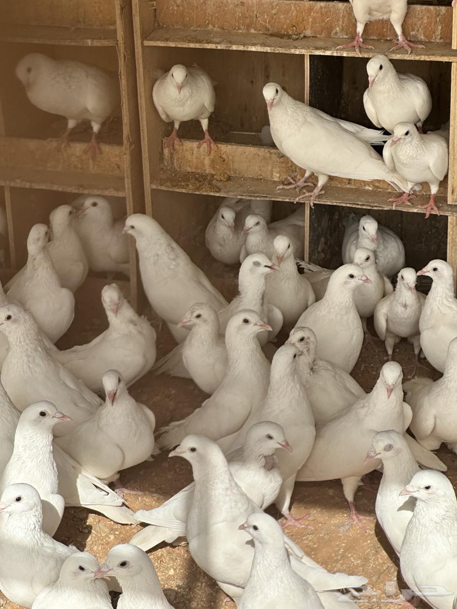 للبيع حمام فرنسي64396602763009111