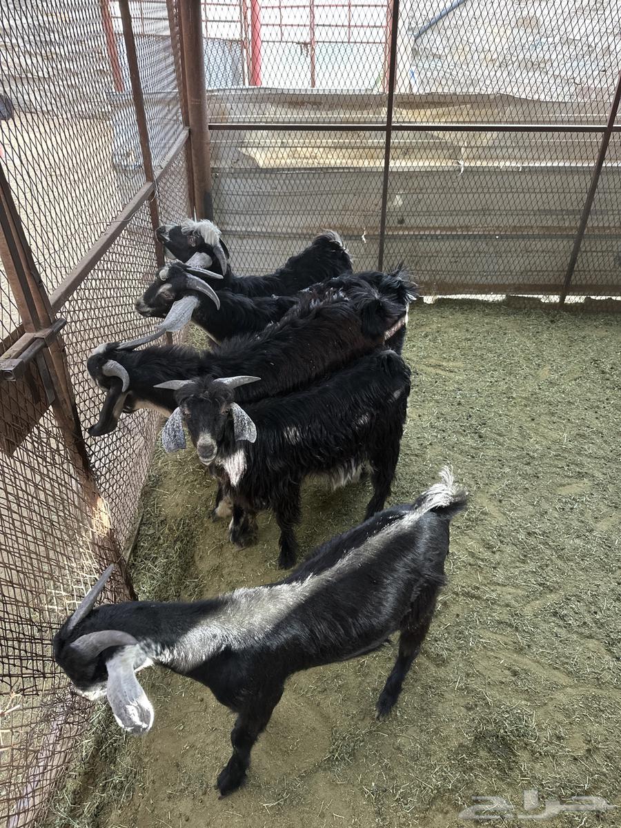 تيوس كرا للبيع64400744243330110