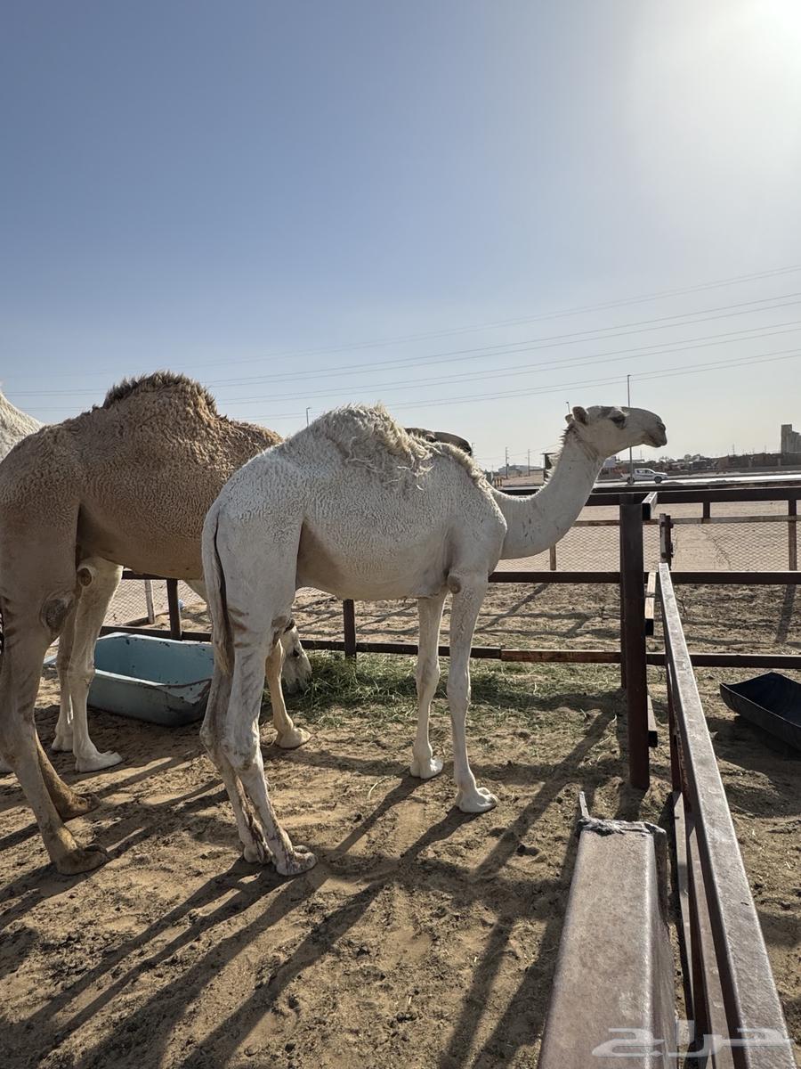 للبيع قعود طيب وبري64395895440513113