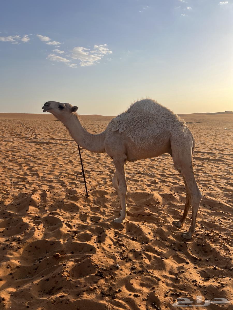 للبيع قعود قصب64400147910529111