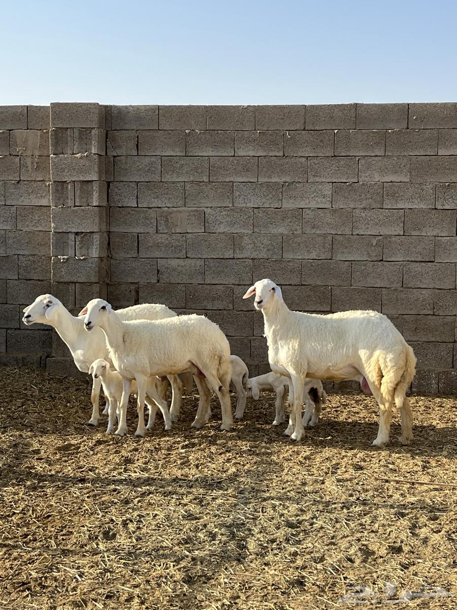 للبيع حريات والد64395323890690111