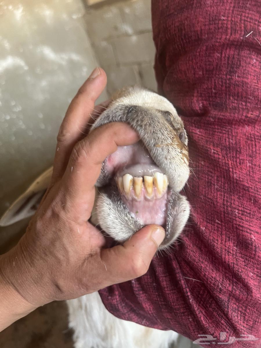 فحل حري للبيع64401285996418112