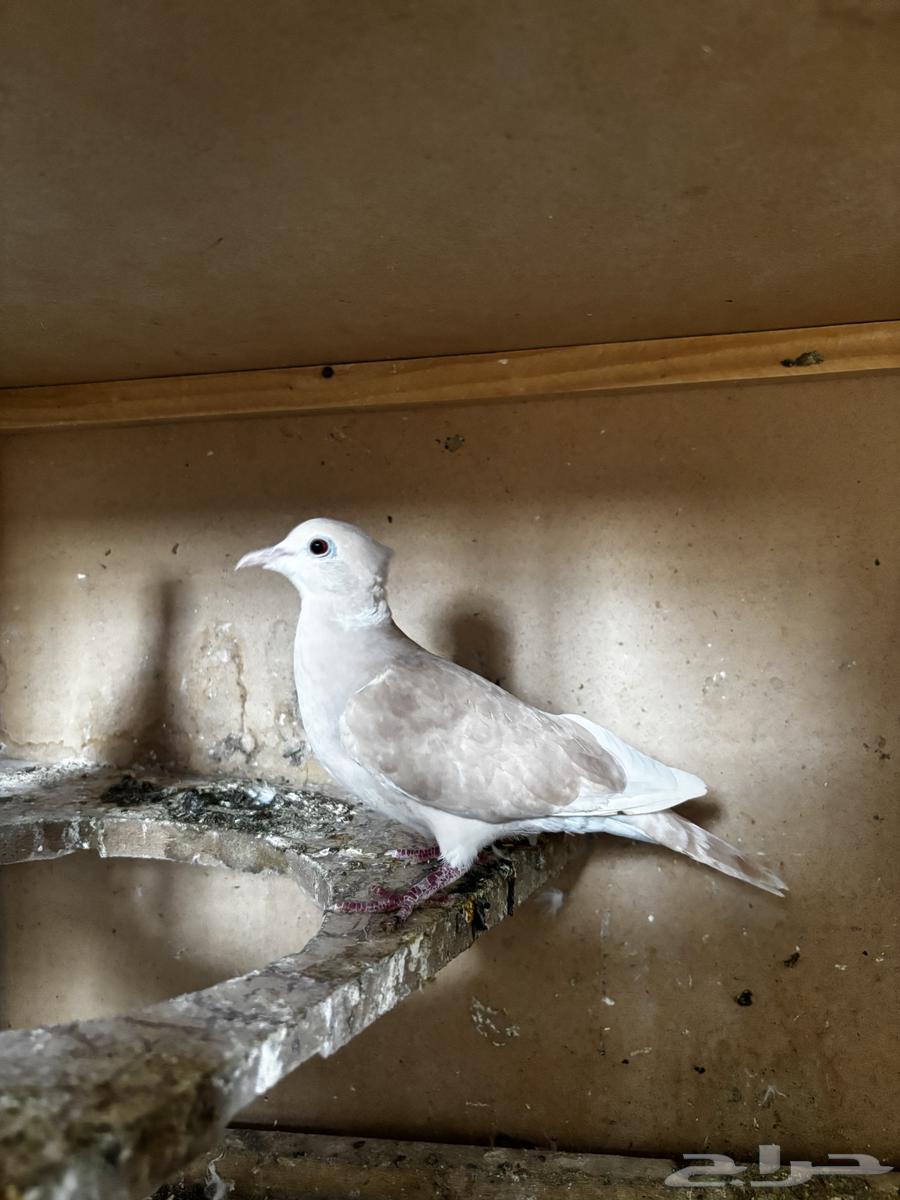 Gamari64400549529345110