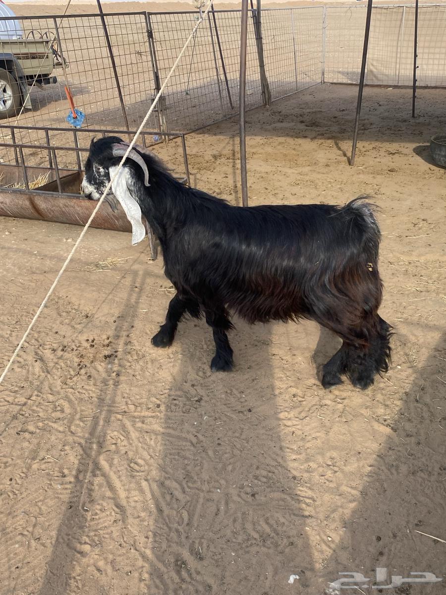 تيس فحل للبيع ثني64380778739457110