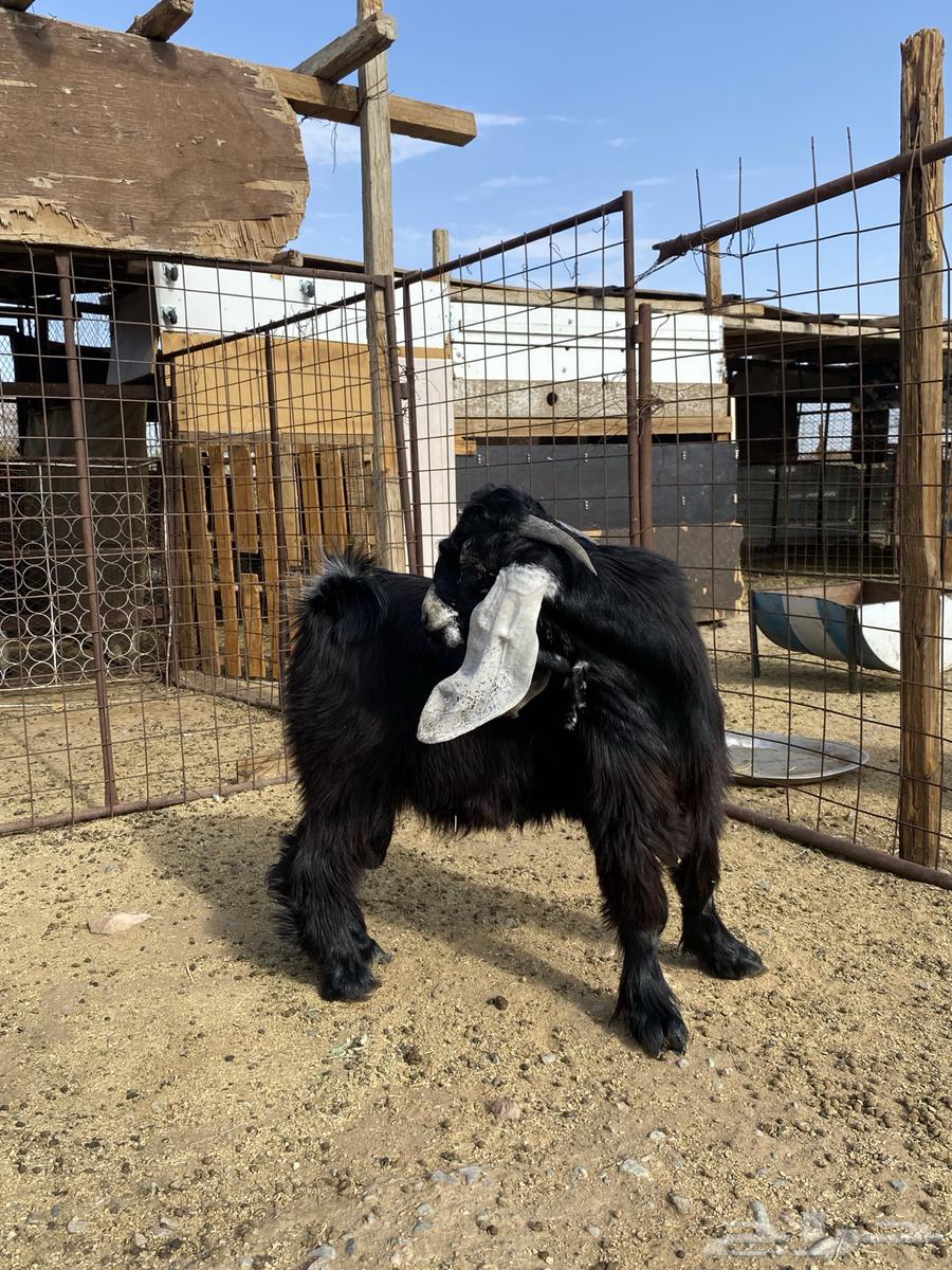 تيس عارضي صنف معرف64394468846722112