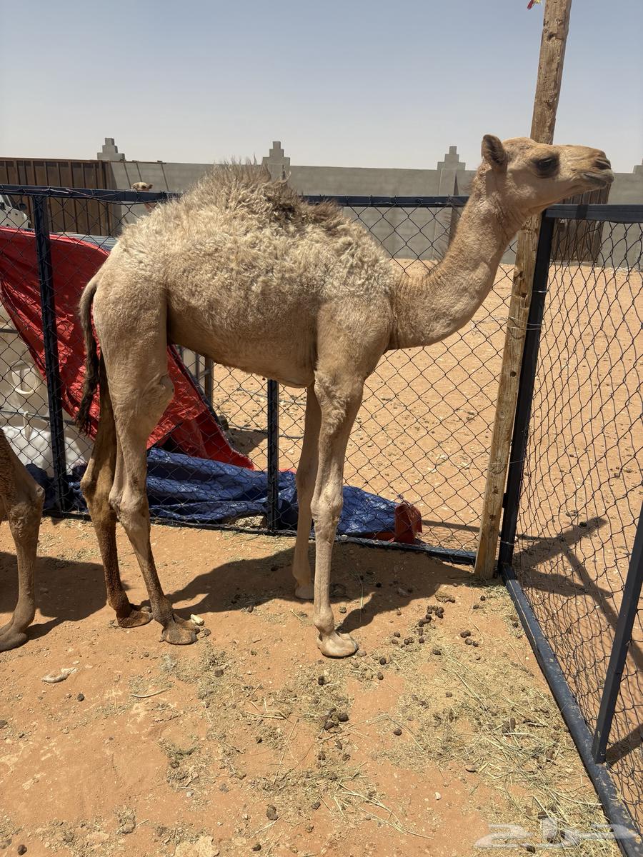 حيران تربيه64396658327938110