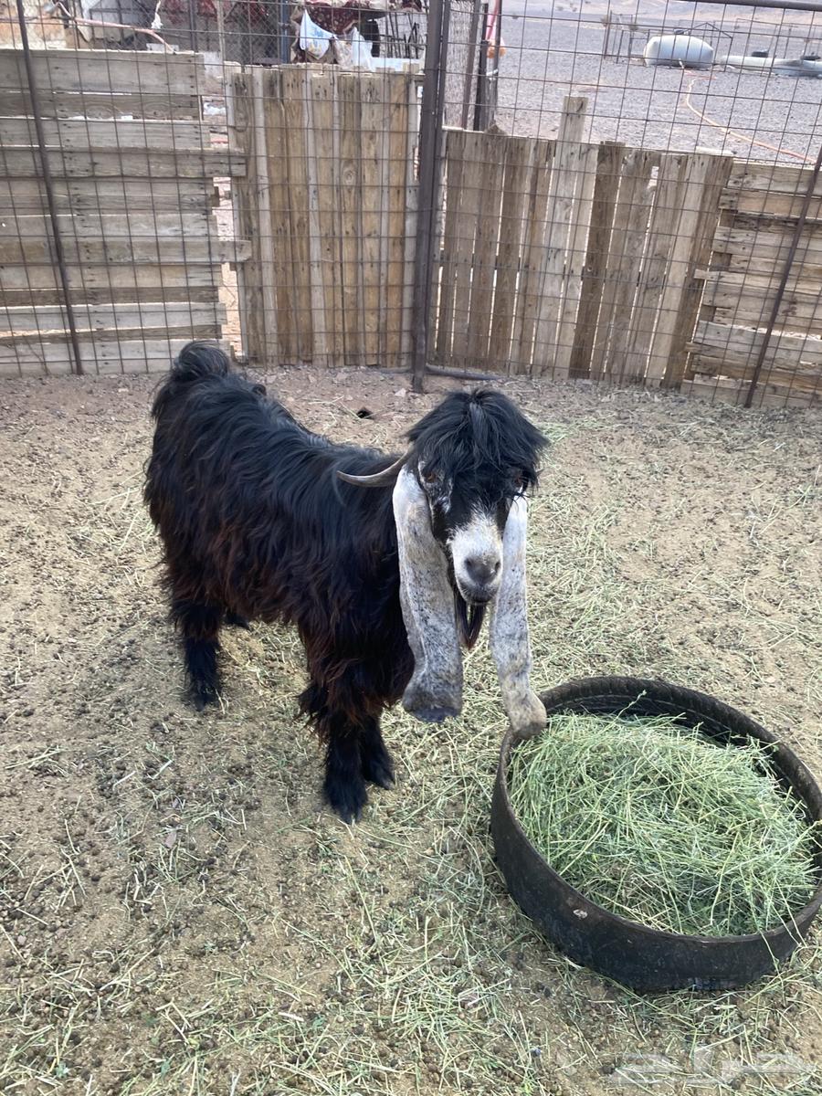 Hello64392937085185113