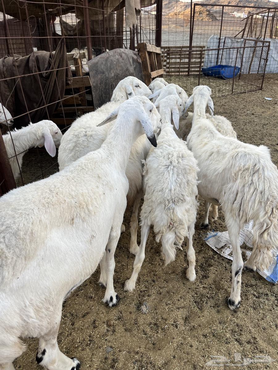 للبيع ضان امراح واحد64392758988802111