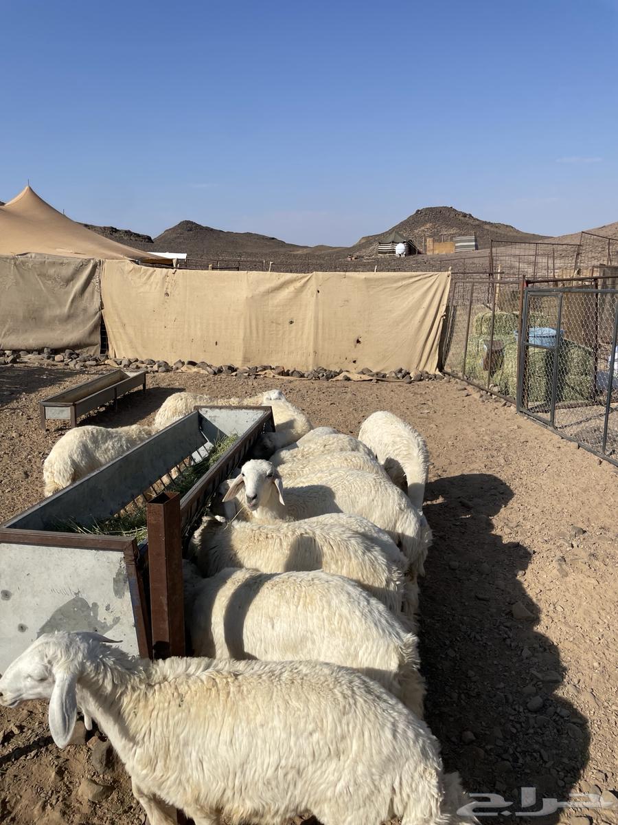 بهم للبيع64399689727234114