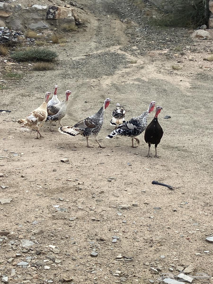 دجاج رومي اناث فراشه الا وحده سودى ووحده كريمي64398617323906112