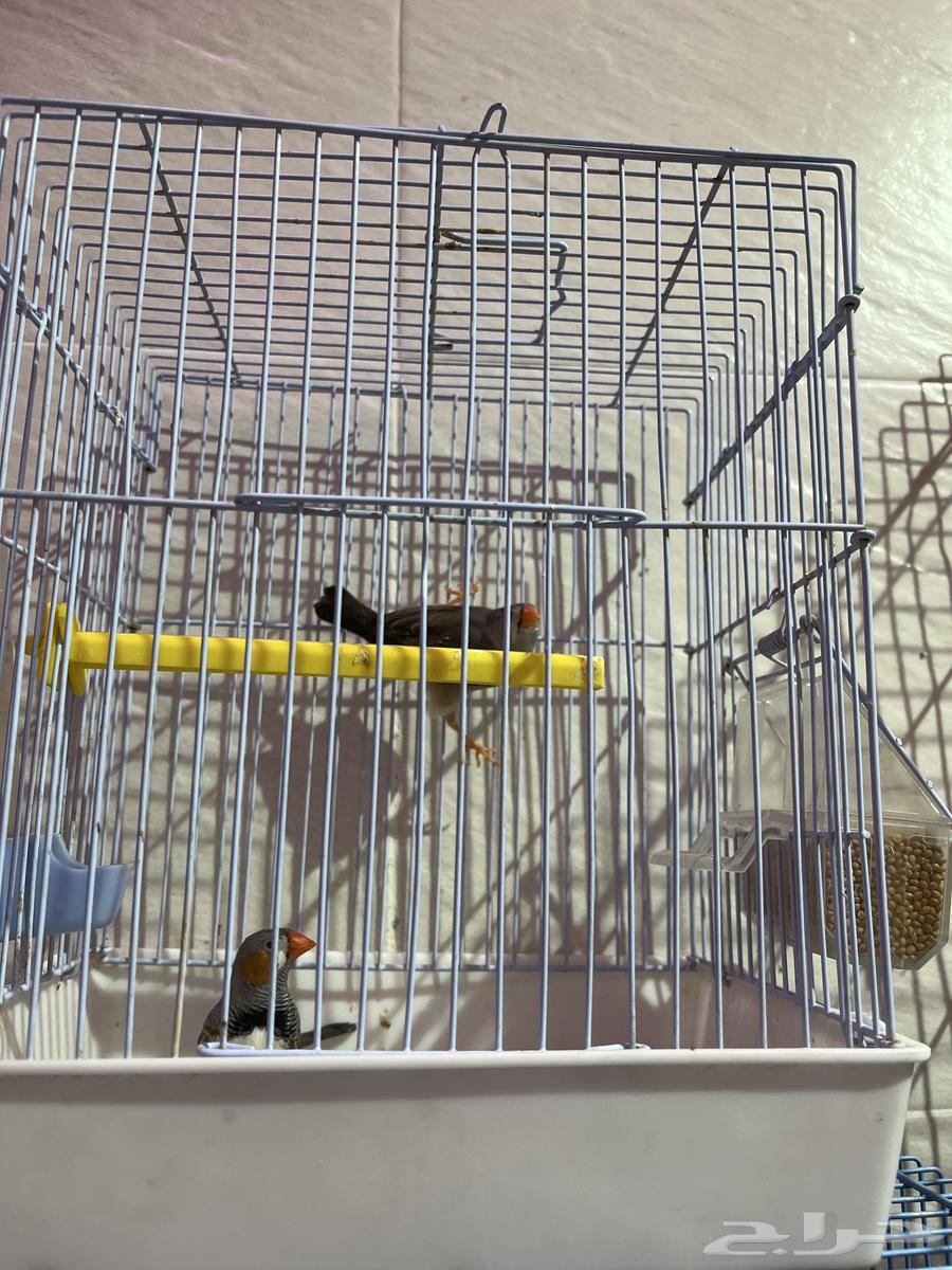 للبيع جوز زيبرا64397033375106110