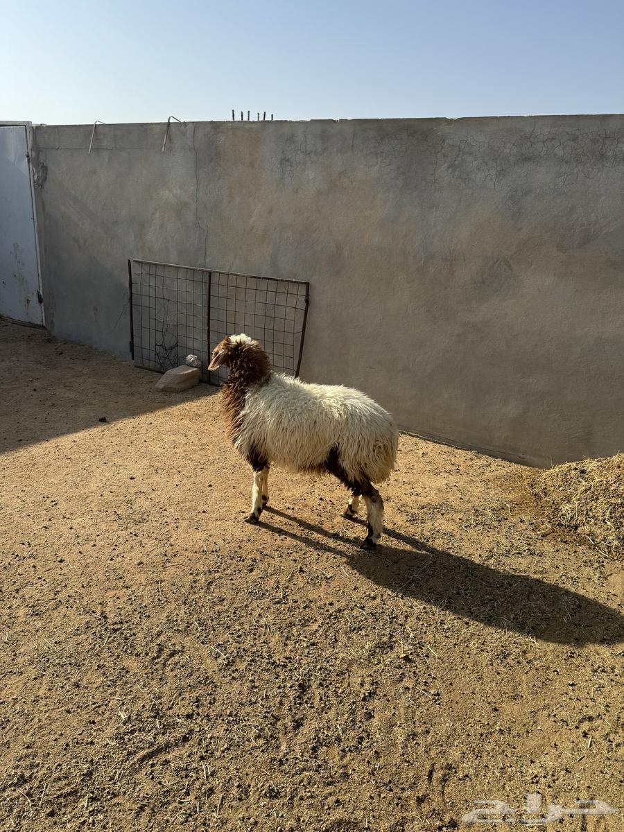 Naeimiyah date palm with a trunk closed in fat64395812041858110