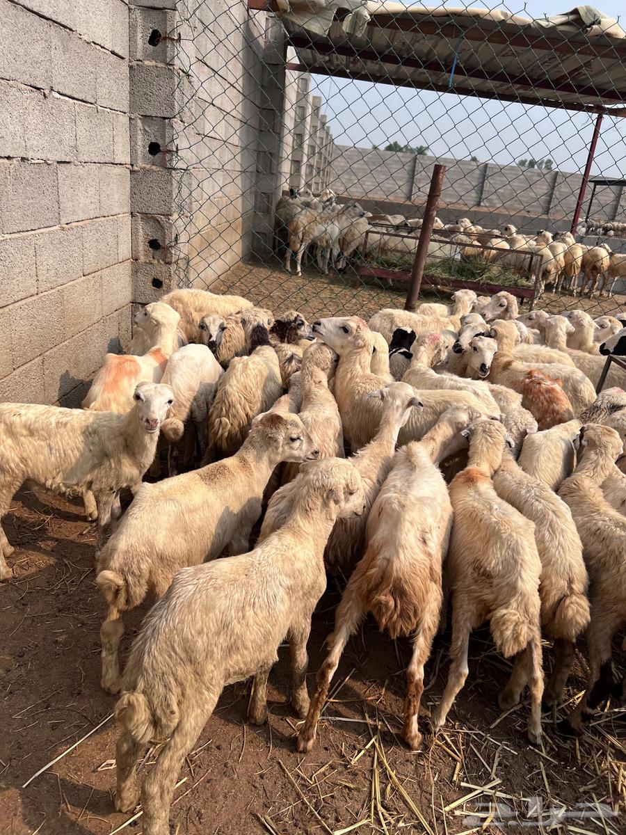 رخال رفيدي من 43064396602884738110