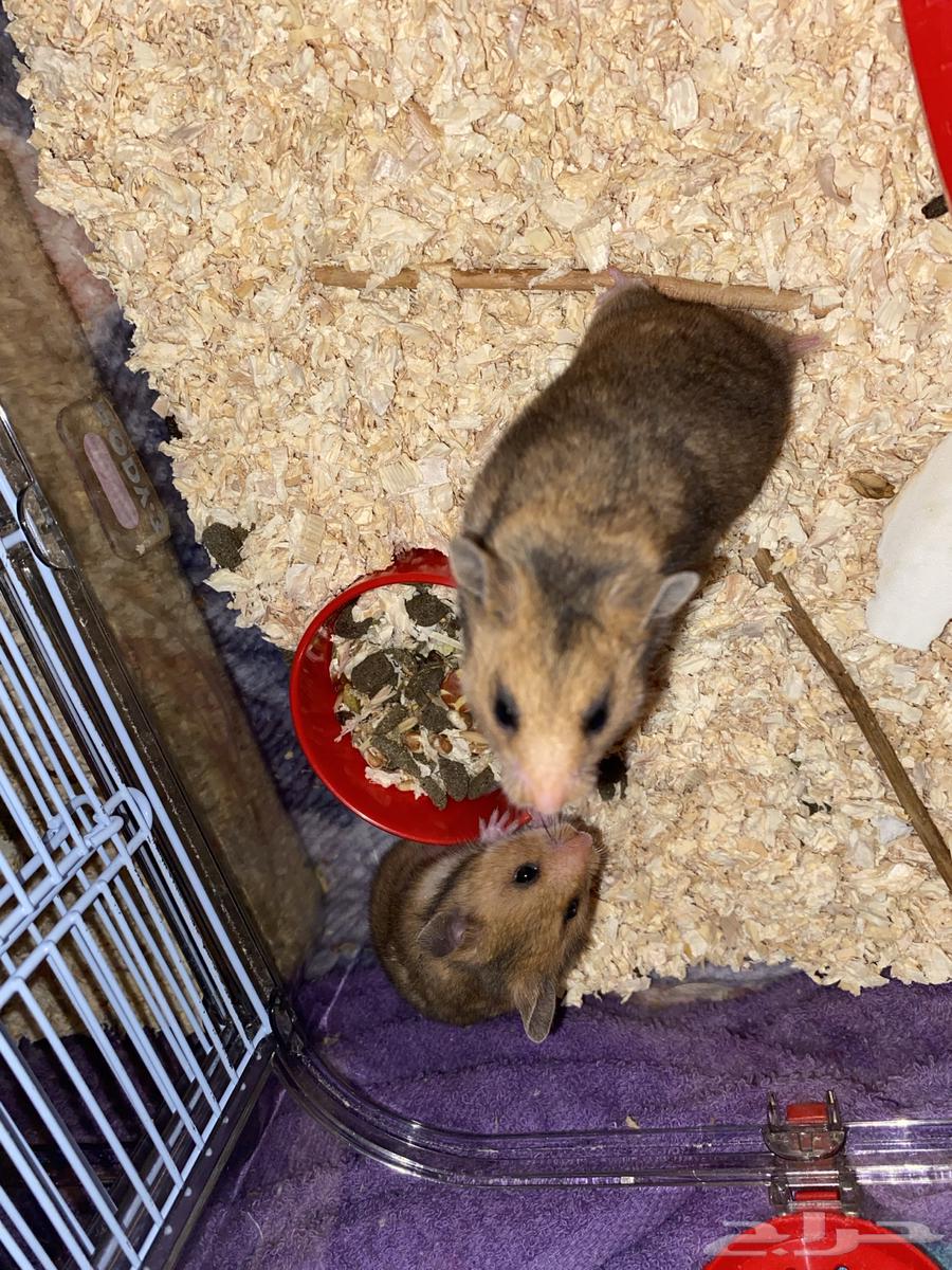 Al-Mujarda, Asir64397311611905112