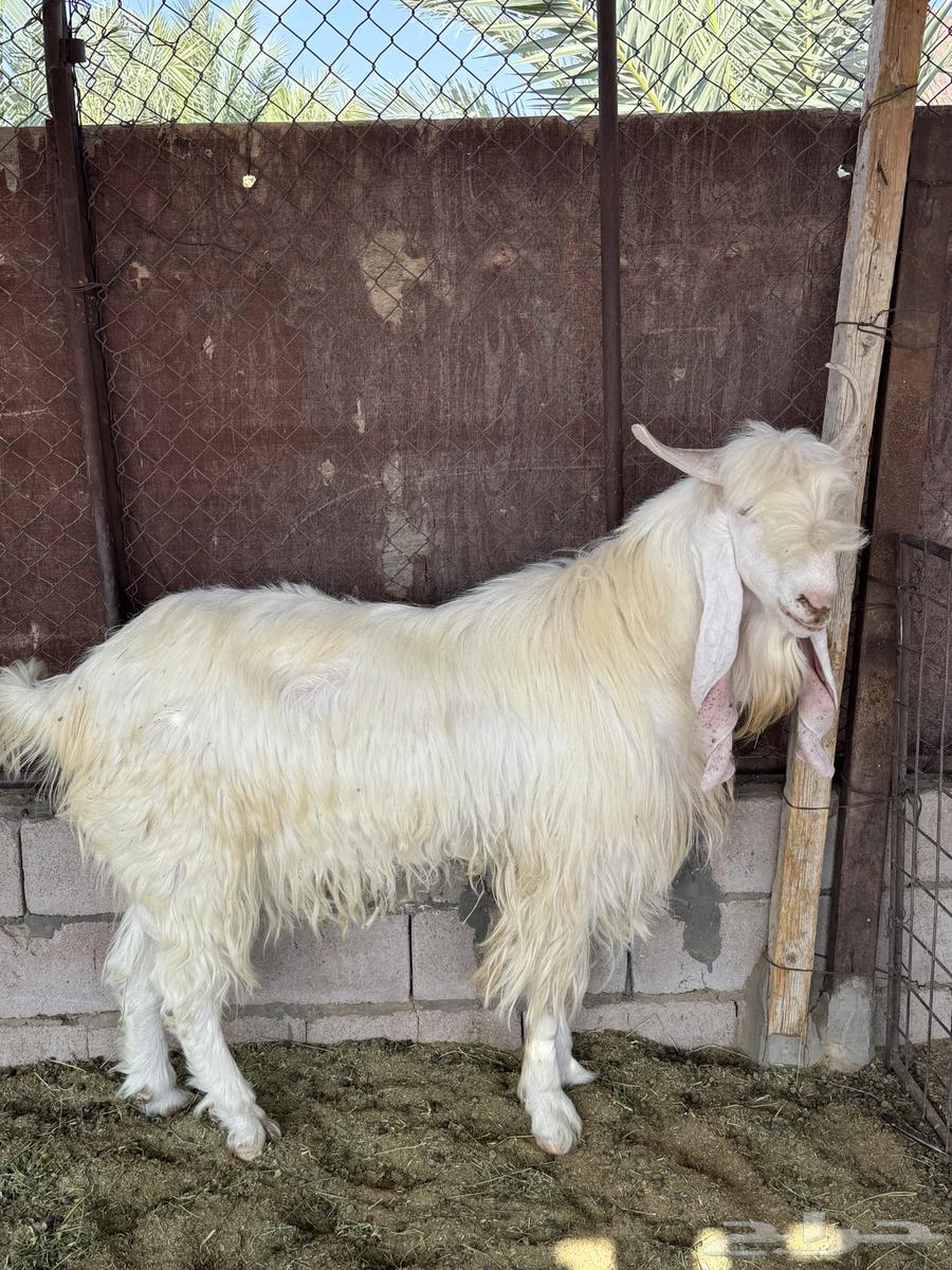 تيس مطور صنف للبيع64395826178050110