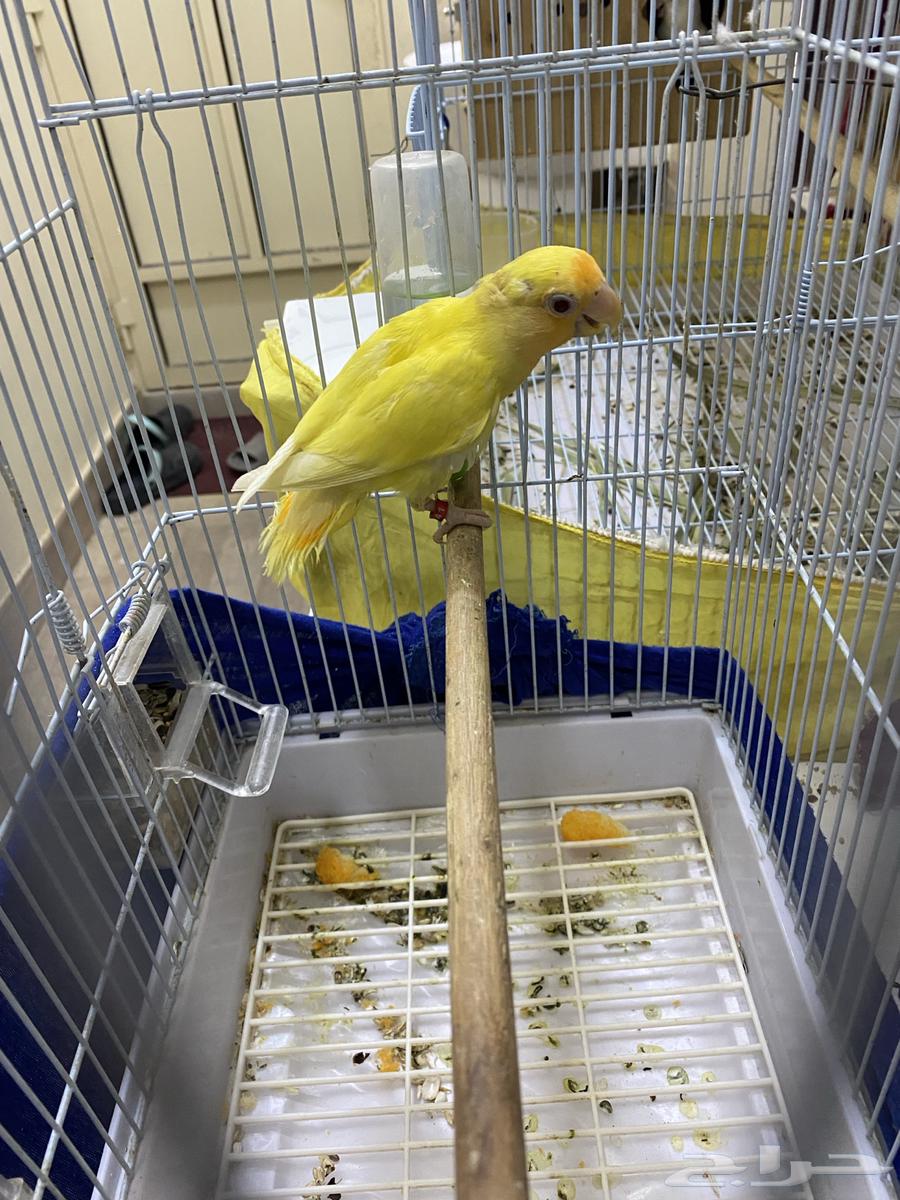 للبيع روز مجهول64399550014466111