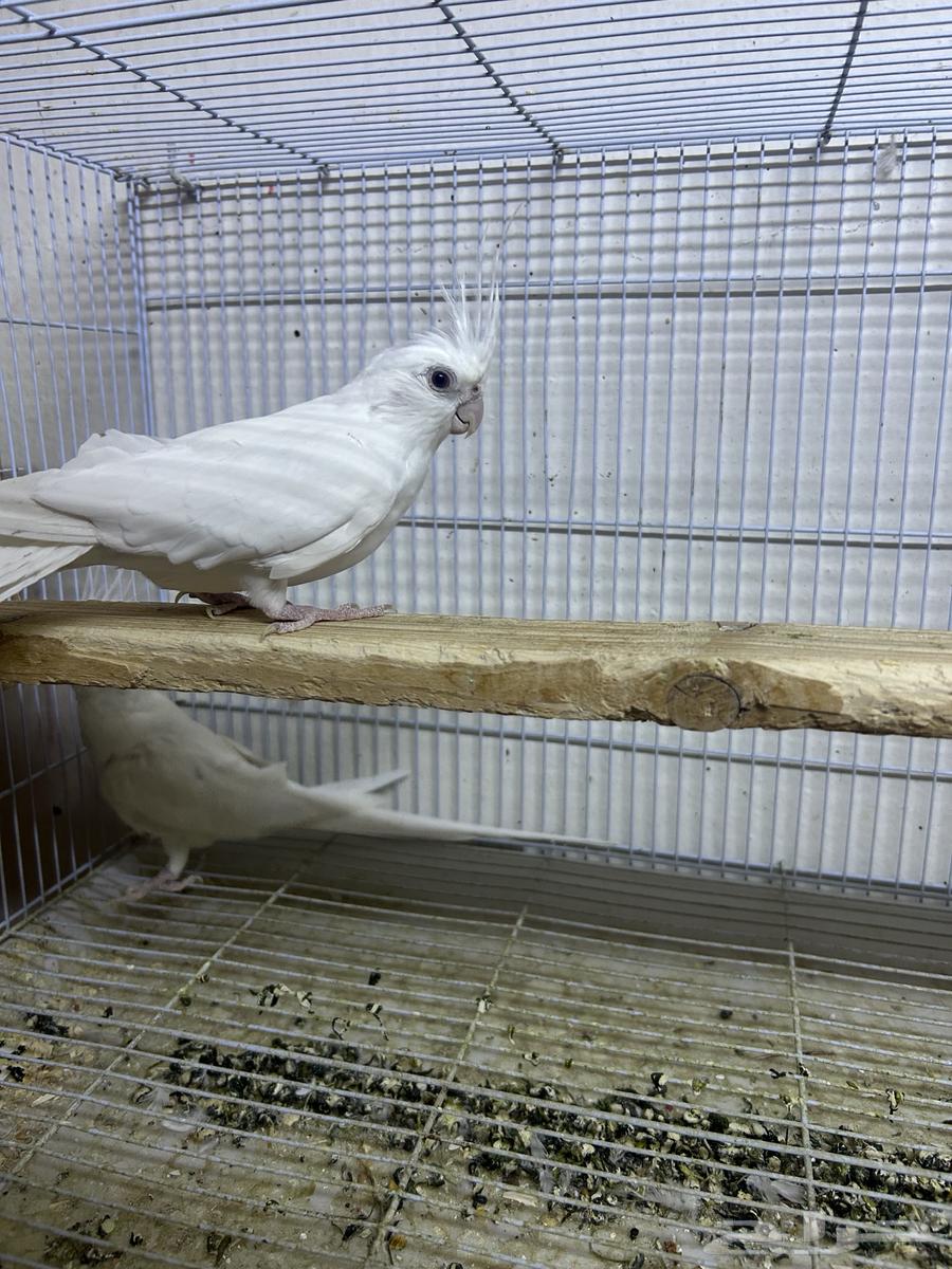 طيور كروان البينو عيون حمر زوج64393749877891112