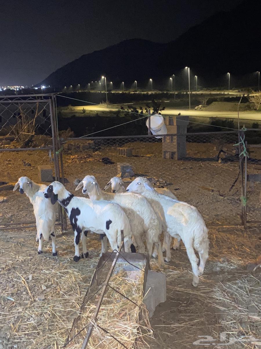 Number 5 goats64393459007235113