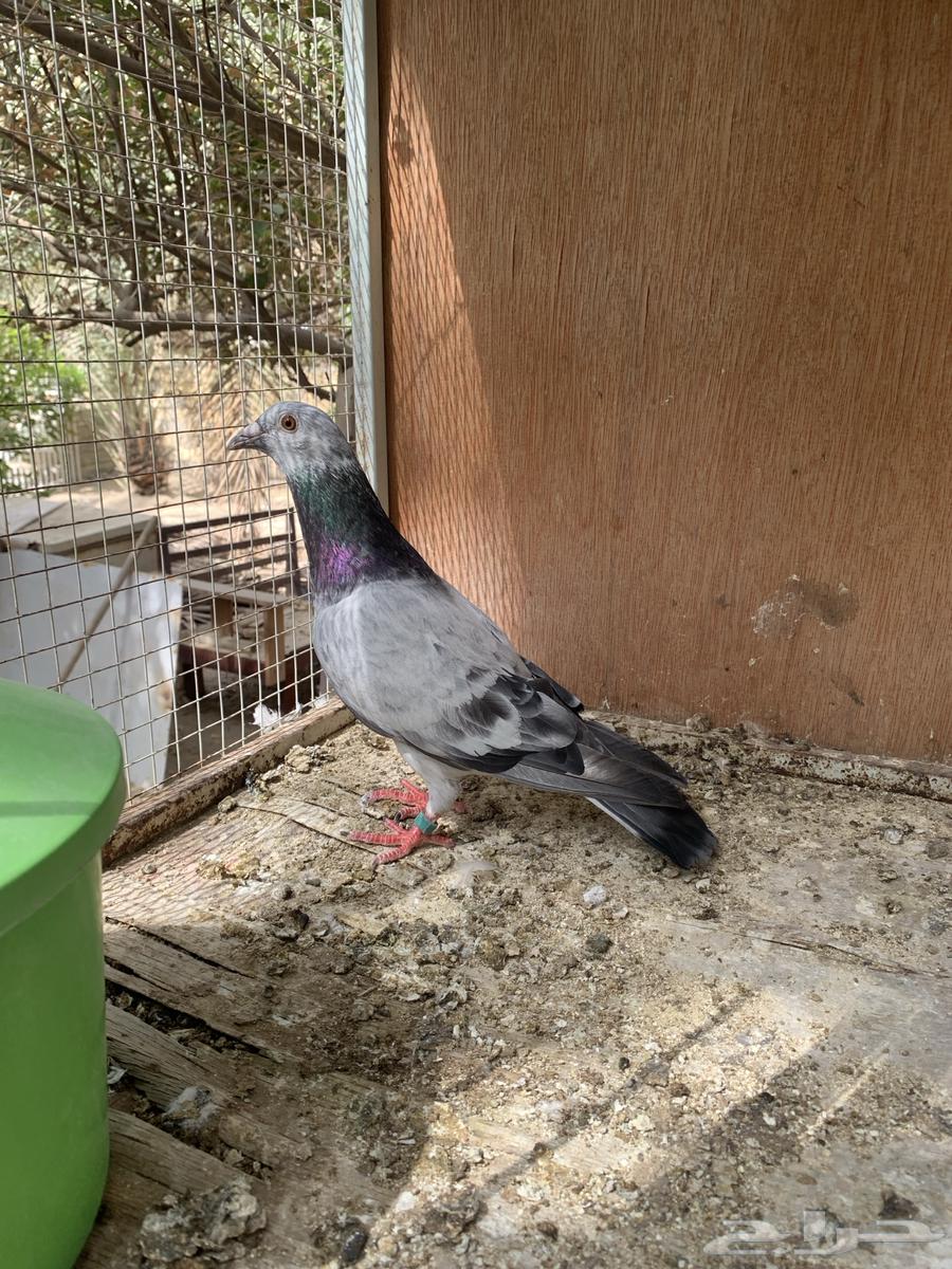 للبيع حمام زاجل64396240333314111