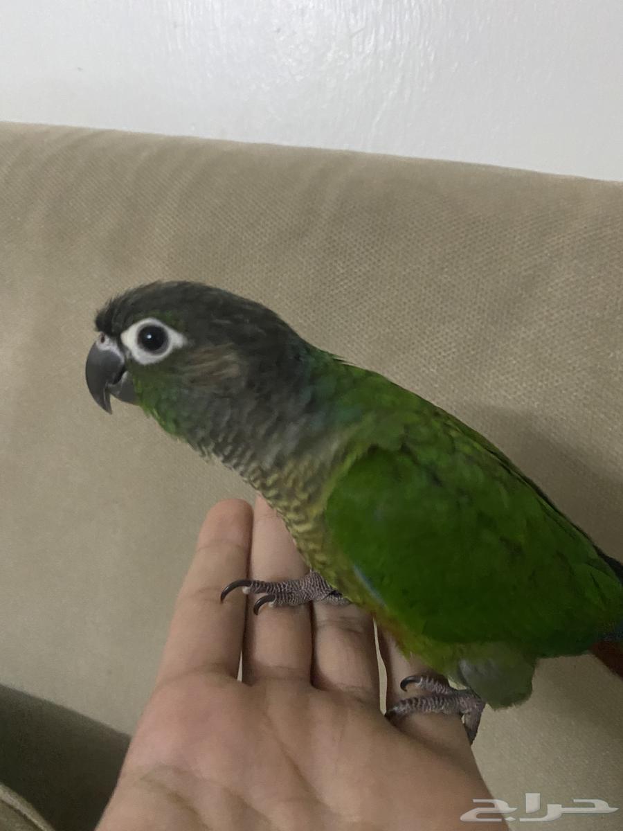 كنيور قرين شيك64394468779267113