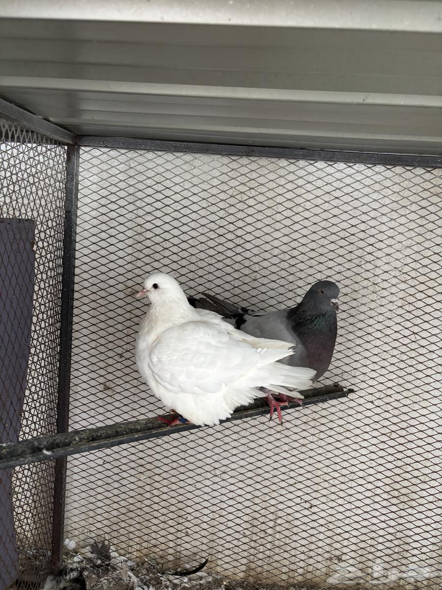 Carpet Pair64398200907777110