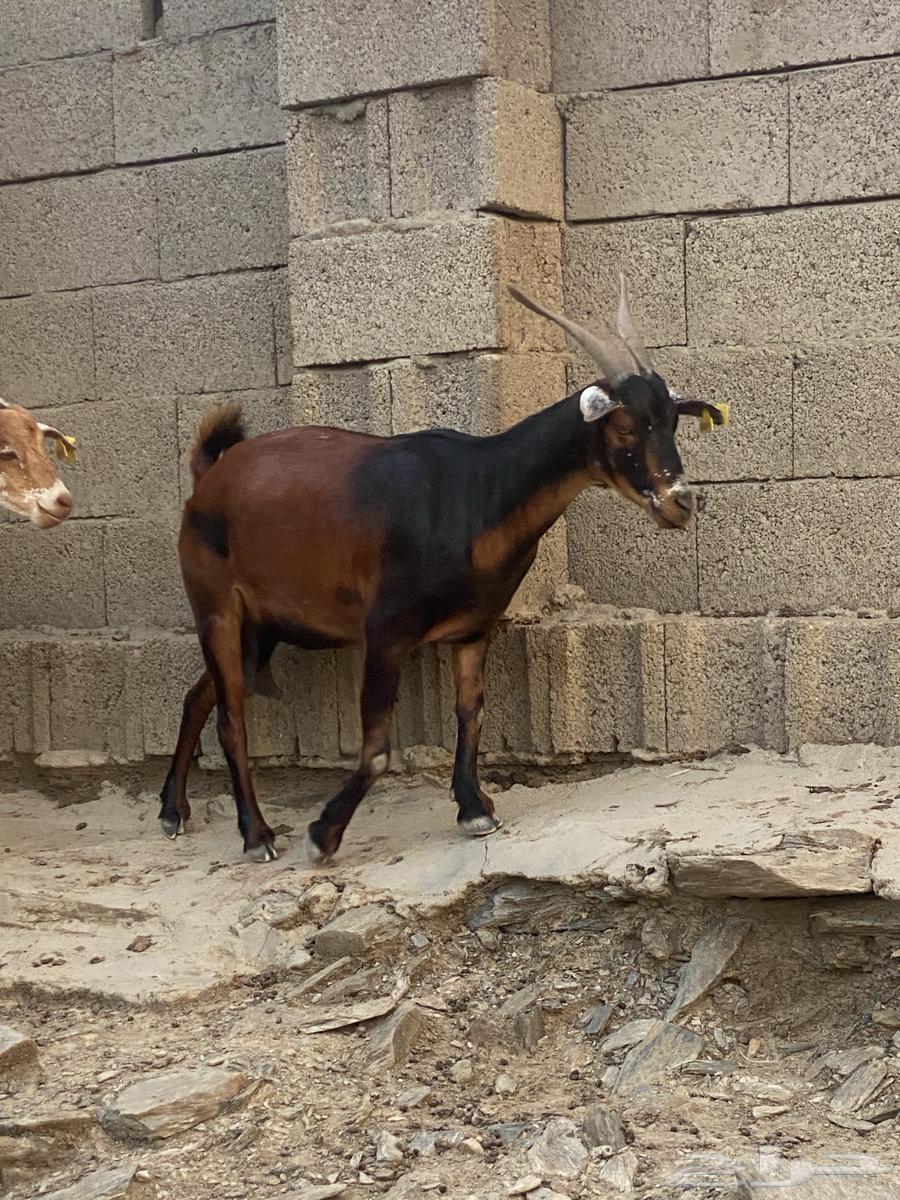 شاه مع بنتها للبيع64399940249217110