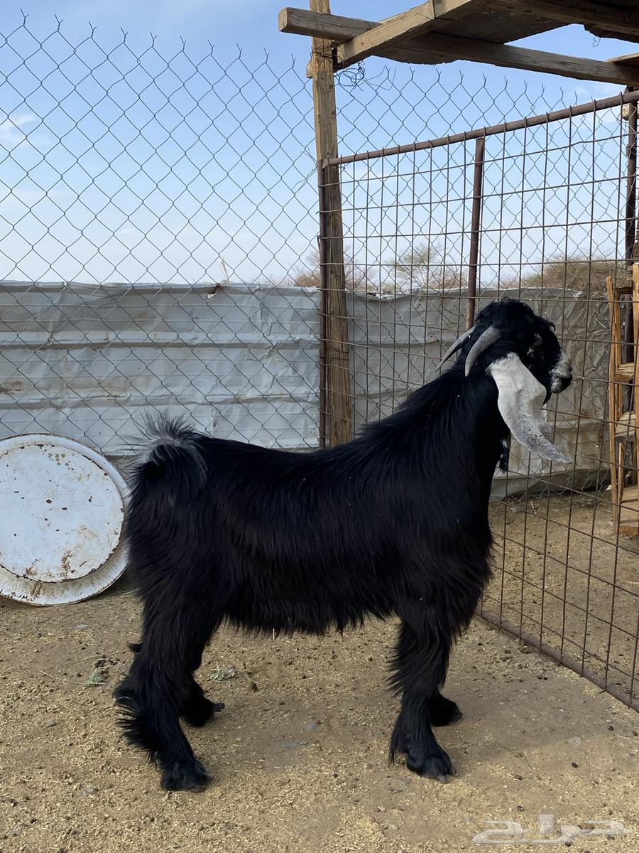 تيس عارضي صنف معرف64394468846722110