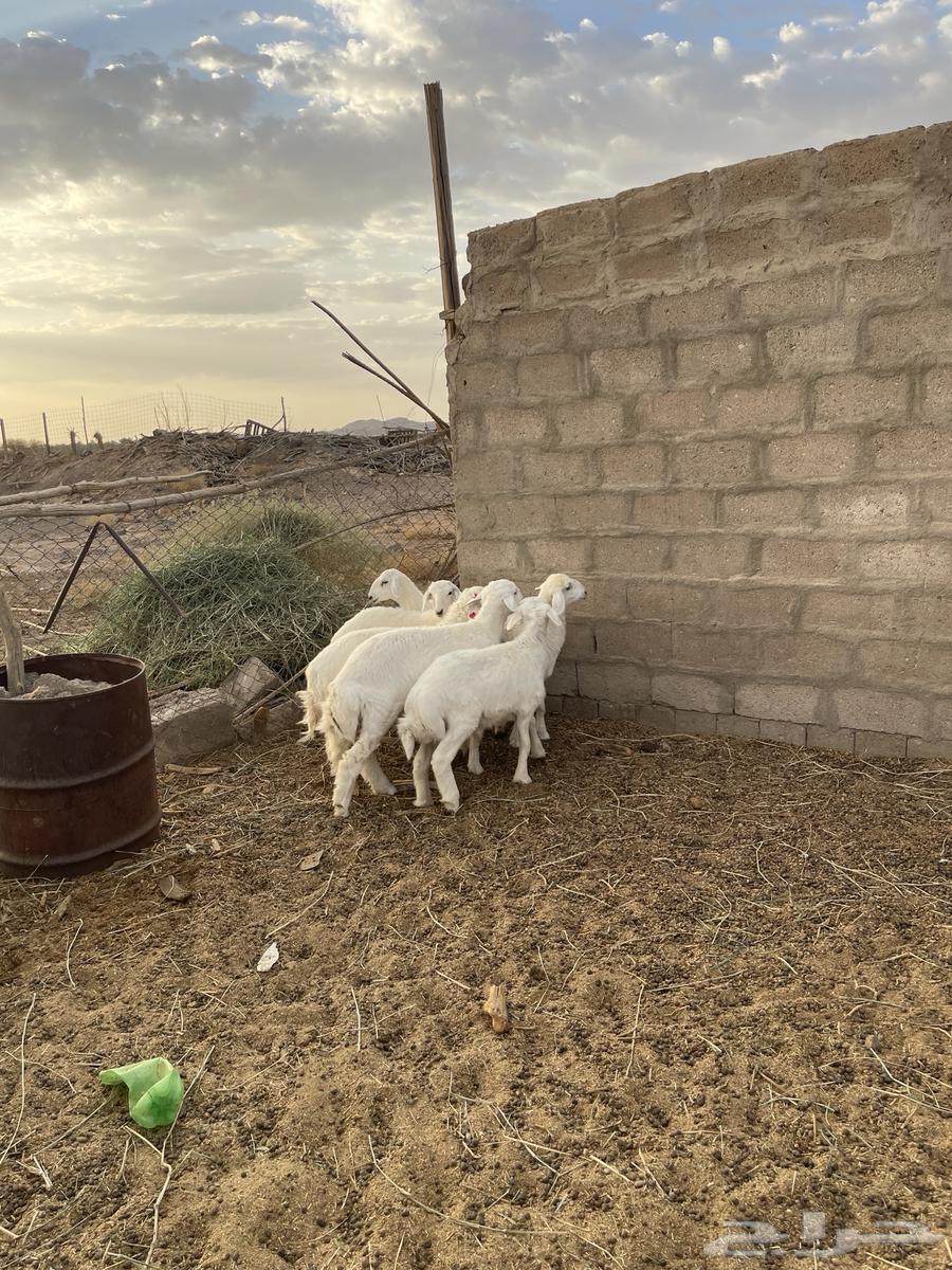 طليان ورخال منصوفه64394868540162112