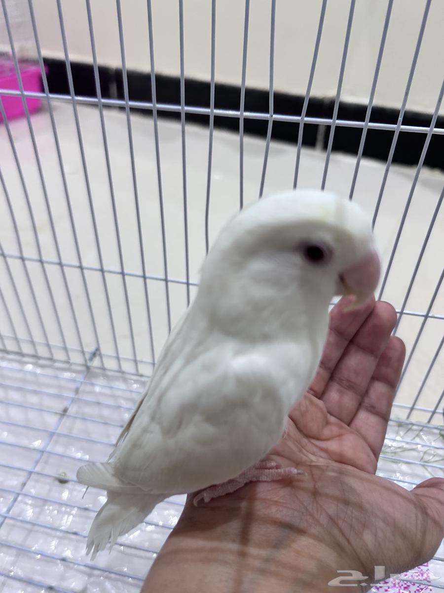 تم البيع  انثى البينو جاهزه لتزاوج64398548396931110