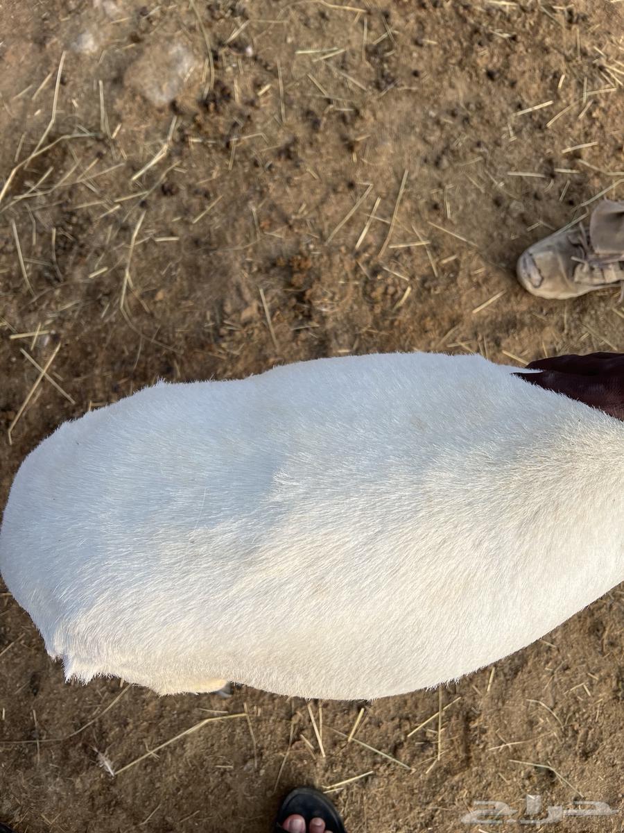 نعجه حايل كفو حلال بر64399119785729112