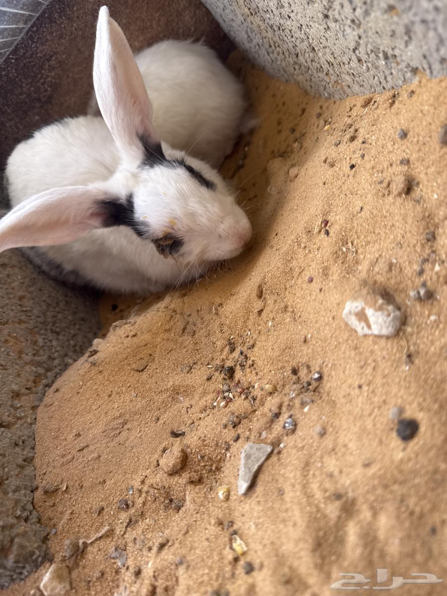 10 أرانب مع اثنين سمان هدية الصحة ممتازة جدا السعر 320 ريا64398256681859111