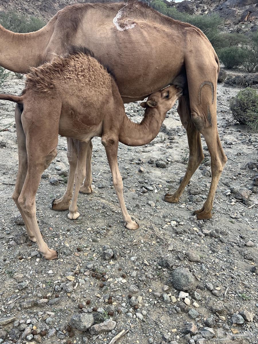 قعدان بريه عا الحليب64397519935875111